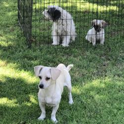 Reunited Unknown Dog last seen Dakota and Brawley, Fresno, CA 93722