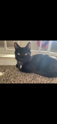 Reunited Male Cat last seen Farm and Buffalo, Las Vegas, NV 89131