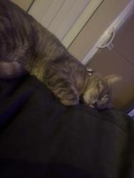 Reunited Female Cat last seen Near W 19th Pl, Lakewood, CO 80214, USA, Lakewood, CO 80214
