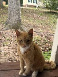 Found/Stray Male Cat last seen Mockingbird lane Starbucks, Chesterfield County, VA 23112