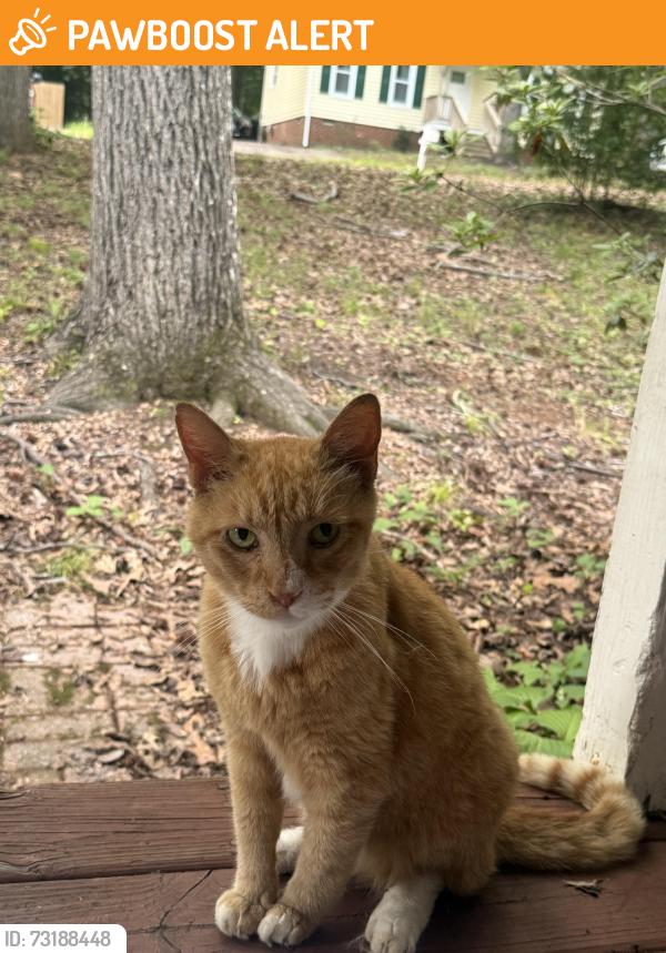 Found/Stray Male Cat last seen Mockingbird lane Starbucks, Chesterfield County, VA 23112