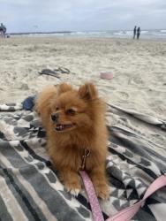Lost Female Dog last seen Vista village, Vista, CA 92083