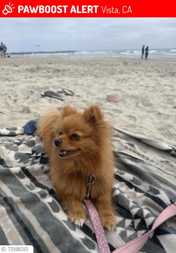Lost Female Dog last seen Vista village, Vista, CA 92083