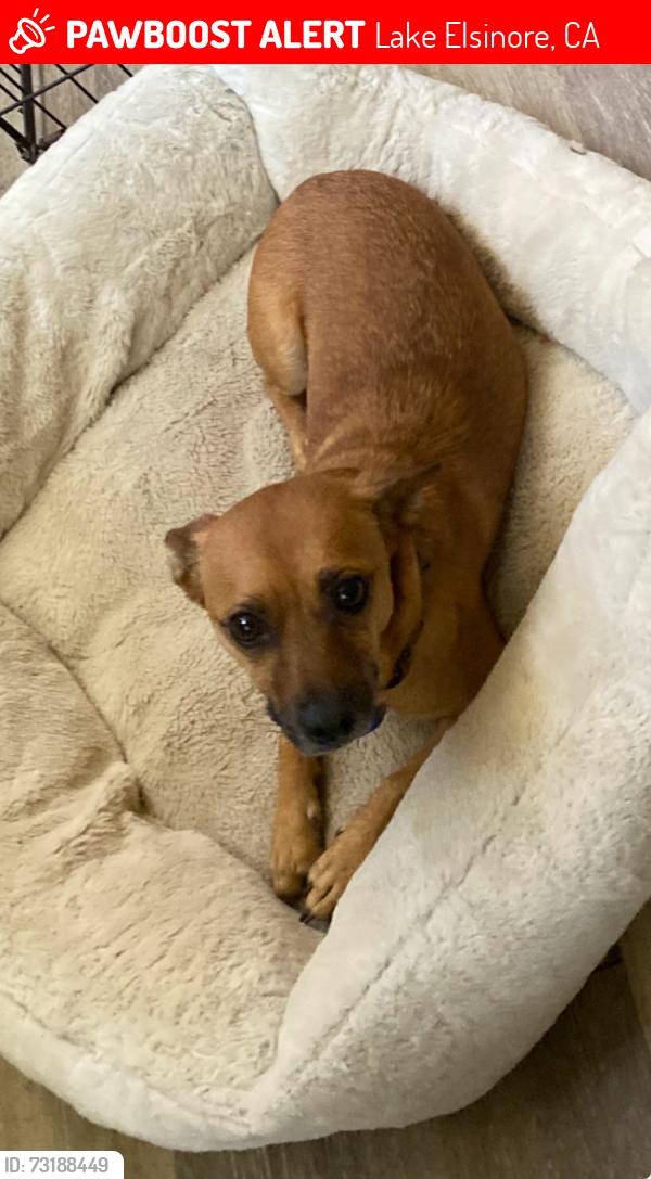 Lost Male Dog last seen El toro rd and 11th st, Lake Elsinore, CA 92532