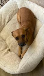 Lost Male Dog last seen El toro rd and 11th st, Lake Elsinore, CA 92532