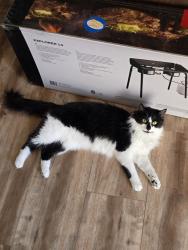 Lost Female Cat last seen apmt complex, Renton, WA 98056