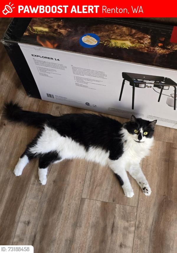 Lost Female Cat last seen apmt complex, Renton, WA 98056