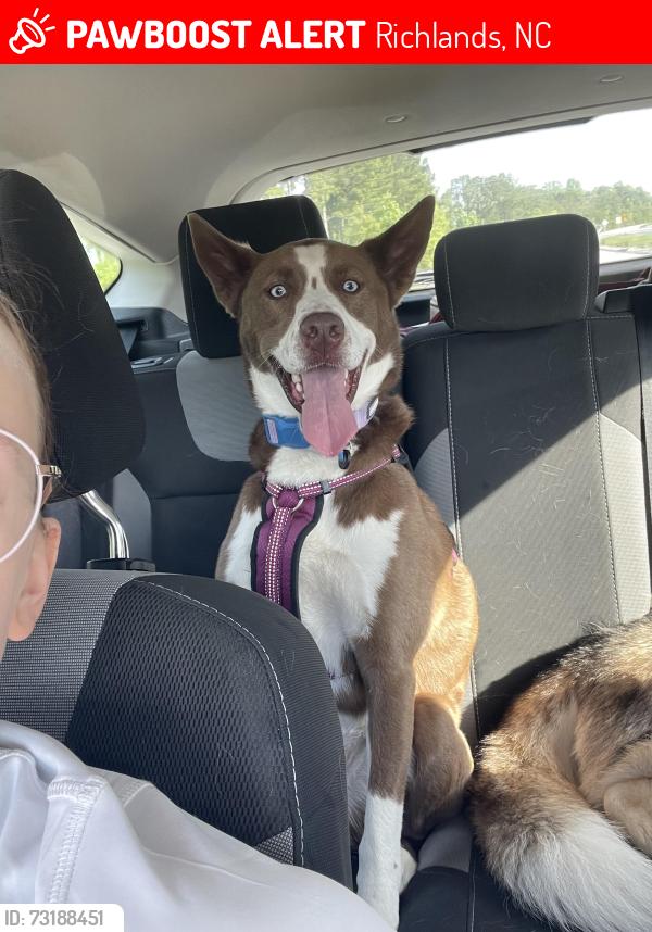 Lost Female Dog last seen Catherine lake, Richlands, NC 28574
