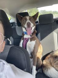 Lost Female Dog last seen Catherine lake, Richlands, NC 28574