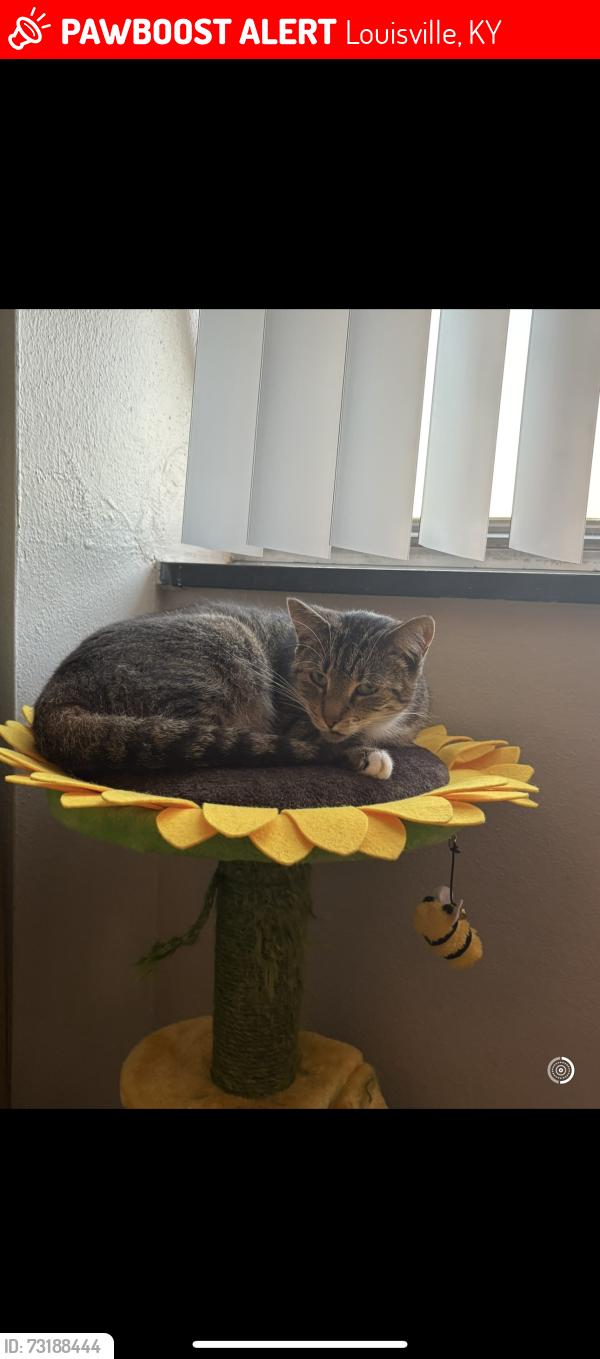 Lost Female Cat last seen Last seen running out the door of my hse near mag bar, Louisville, KY 40208
