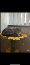 Lost Female Cat last seen Last seen running out the door of my hse near mag bar, Louisville, KY 40208