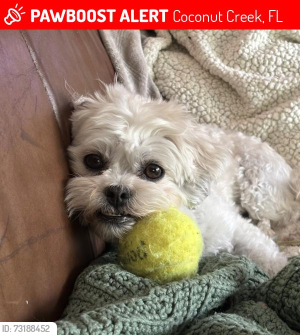 Lost Female Dog last seen 51st and 49th avenue, Coconut Creek, FL 33073