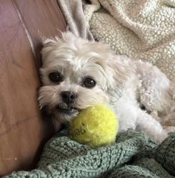 Lost Female Dog last seen 51st and 49th avenue, Coconut Creek, FL 33073