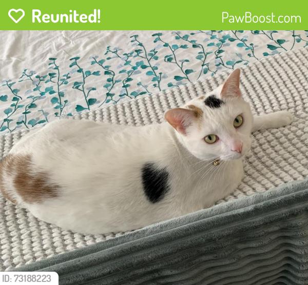Reunited Female Cat last seen Balmoral N. / Grosvenor N., Hamilton, ON 