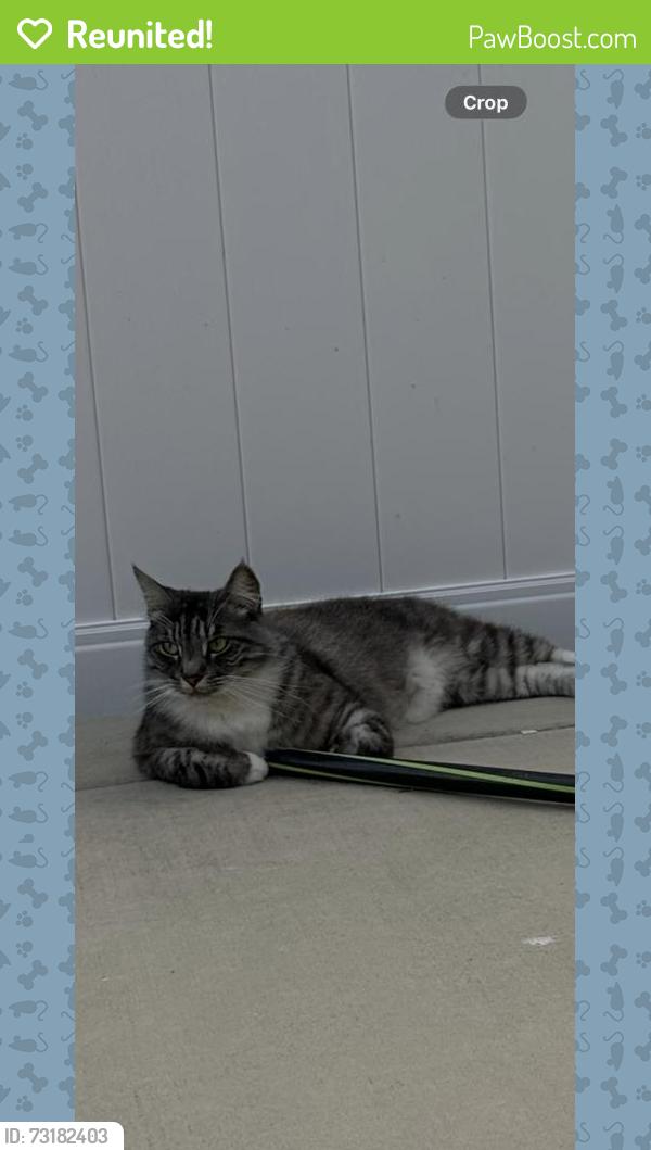 Reunited Male Cat last seen Carolyn Cir, Oceanside, CA 92054, USA, Oceanside, CA 92054