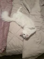 Lost Female Cat last seen Near MS-178, Fulton, MS 38843