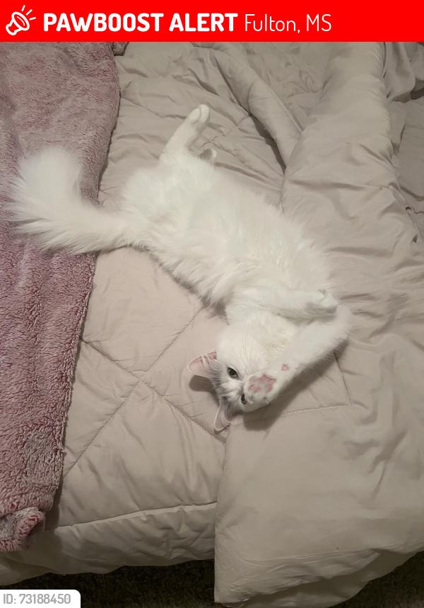 Lost Female Cat last seen Near MS-178, Fulton, MS 38843