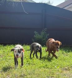 Reunited Male Dog last seen Near E Grand Ave Dallas, TX 75223 Estados Unidos, Dallas, TX 75223