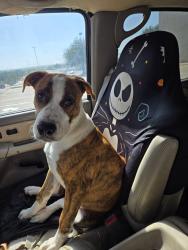 Reunited Male Dog last seen Near Silver Creek Road, Azle, TX 76020