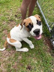 Reunited Male Dog last seen Shadowridge rd, Jacksonville, NC 28540