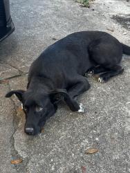 Found/Stray Male Dog last seen Indian falls dr., Missouri City, TX 77489
