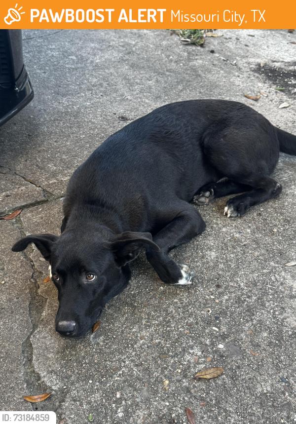 Found/Stray Male Dog last seen Indian falls dr., Missouri City, TX 77489