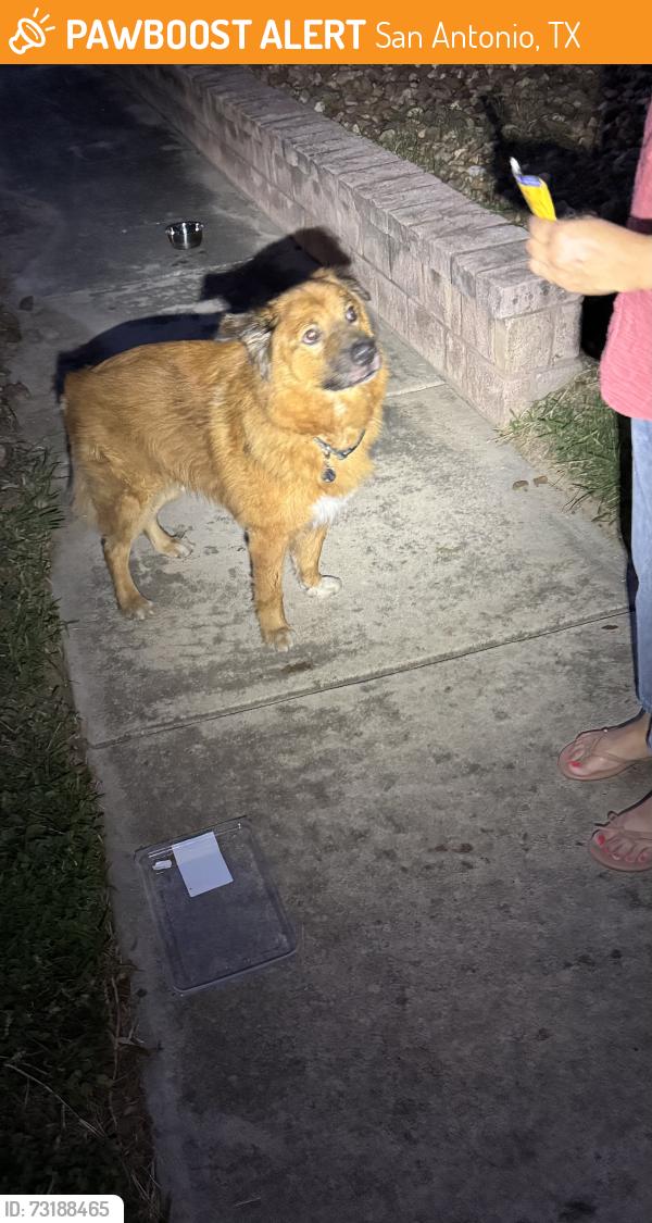 Found/Stray Male Dog last seen Hillcrest and Padgitt Dr, San Antonio, TX 78228