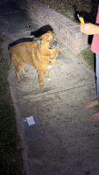 Found/Stray Male Dog last seen Hillcrest and Padgitt Dr, San Antonio, TX 78228