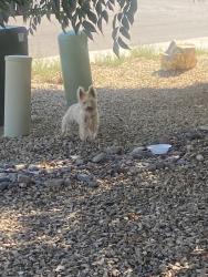 Found/Stray Female Dog last seen San Elizario Ct, Las Cruces, NM 88007
