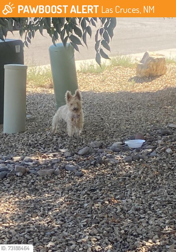 Found/Stray Female Dog last seen San Elizario Ct, Las Cruces, NM 88007