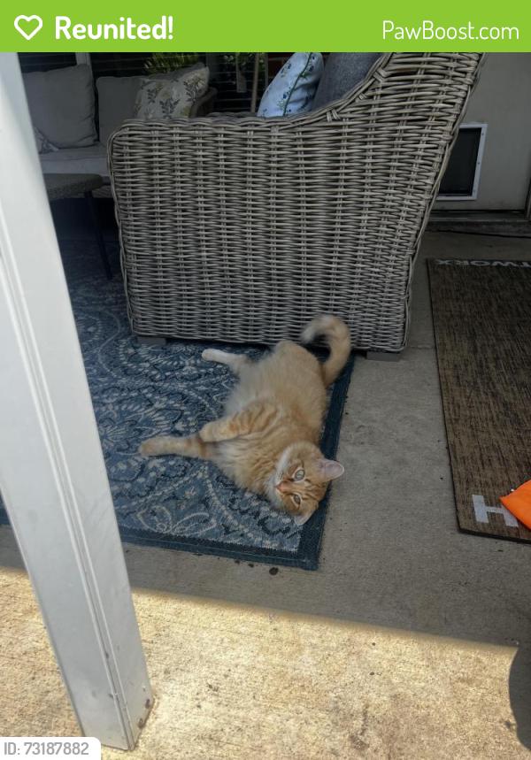 Reunited Unknown Cat last seen Daystar Dr and Oakland Hills Dr, Plano, TX 75025