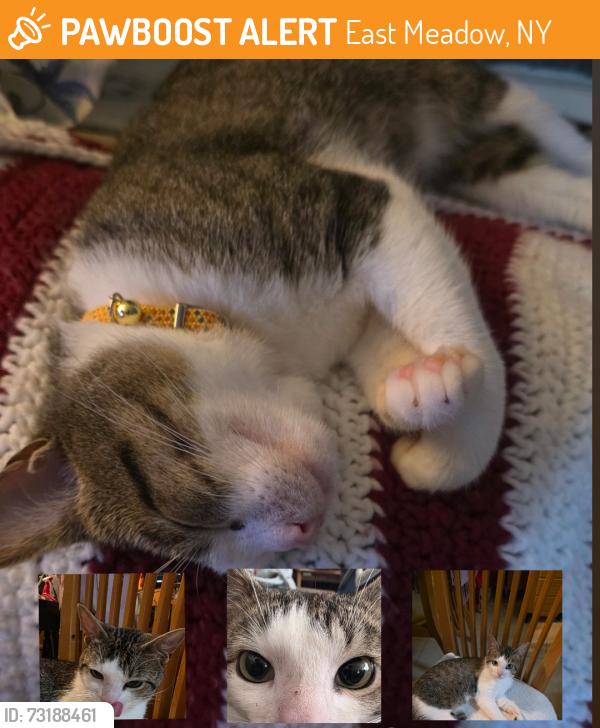 Found/Stray Male Cat last seen North Jerusalem Rd, East Meadow, NY 11554