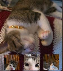 Found/Stray Male Cat last seen North Jerusalem Rd, East Meadow, NY 11554