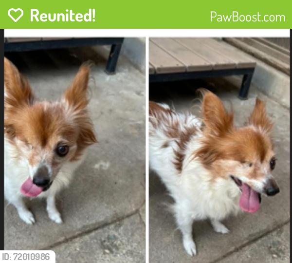 Reunited Female Dog last seen Palm and Bullard, Fresno, CA 93704