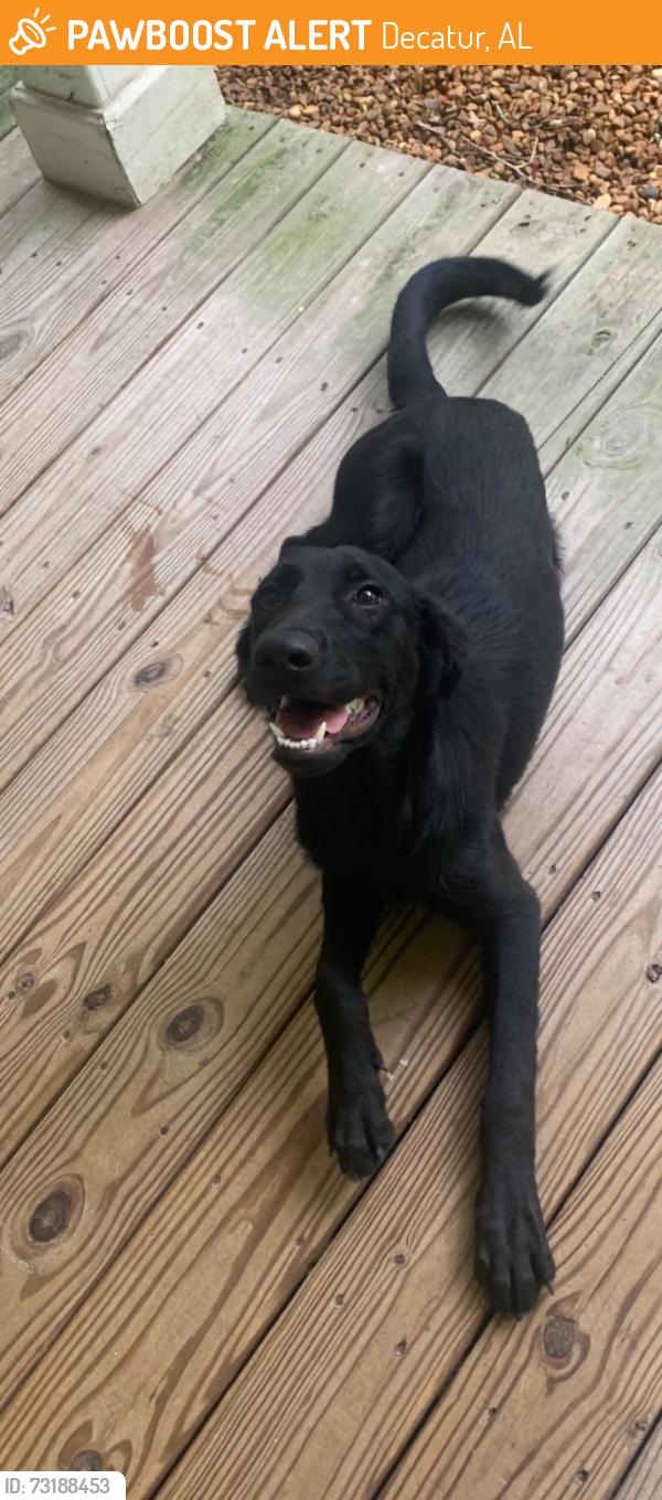 Found/Stray Female Dog last seen Pleasant Hill Rd at Old Moulton Rd, Decatur, AL 35603