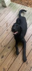 Found/Stray Female Dog last seen Pleasant Hill Rd at Old Moulton Rd, Decatur, AL 35603
