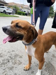 Reunited Female Dog last seen Heron Bay - Creekside, Parkland, FL 33076