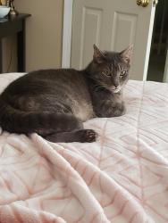 Lost Male Cat last seen Raya Court and Weddington Avenue, Charlotte, NC 28204