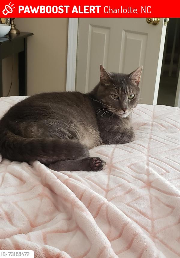 Lost Male Cat last seen Raya Court and Weddington Avenue, Charlotte, NC 28204