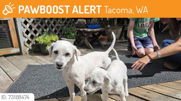 Found/Stray Unknown Dog last seen 58th and Alaska St, Tacoma, WA 98408