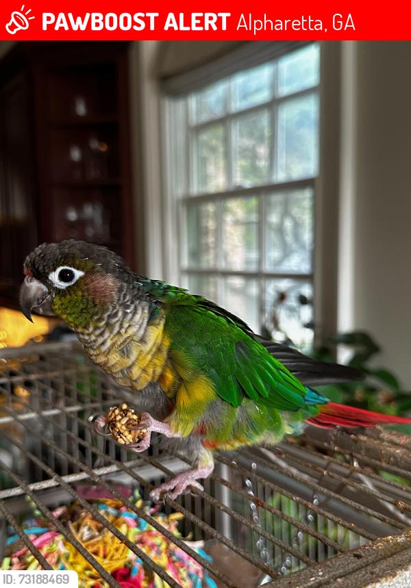 Lost Male Bird last seen Vinson lake, Alpharetta, GA 30004