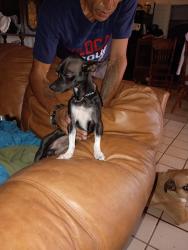 Lost Male Dog last seen veterans and 9th Ave, Tucson, AZ 85713