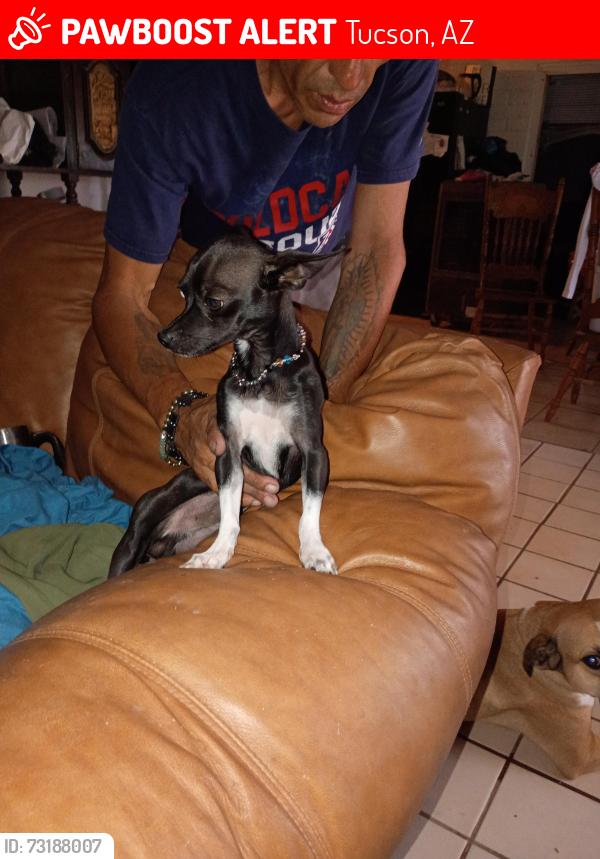 Lost Male Dog last seen veterans and 9th Ave, Tucson, AZ 85713