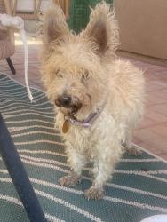 Found/Stray Female Dog last seen San Elizario Ct, Las Cruces, NM 88007
