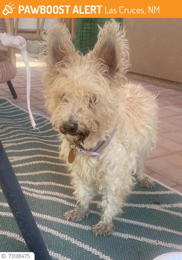 Found/Stray Female Dog last seen San Elizario Ct, Las Cruces, NM 88007