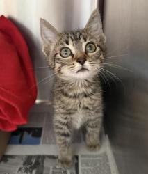 Shelter Stray Female Cat last seen , 3201 Lacy St, Los Angeles, CA 90031, USA
