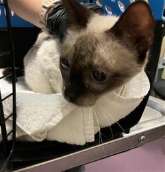 Shelter Stray Female Cat last seen Near BLOCK BLCK E 10TH ST, LONG BEACH, CA 90804, 7700 E Spring St, Long Beach, CA 90815, USA