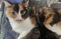 Shelter Stray Female Cat last seen , 3201 Lacy St, Los Angeles, CA 90031, USA