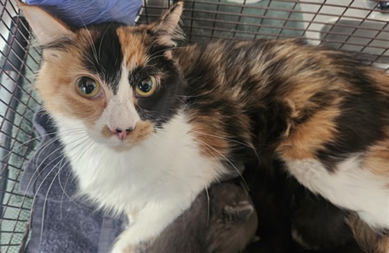 Shelter Stray Female Cat last seen , 3201 Lacy St, Los Angeles, CA 90031, USA