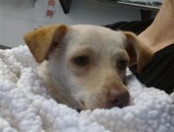Shelter Stray Male Dog last seen GOLDEN GATE PARK / SPRECKELS LAKE, 1419 Bryant St, San Francisco, CA 94103, USA